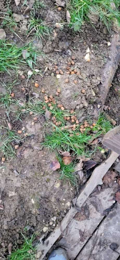 Giftköder-Trockenfütter-Profilbild