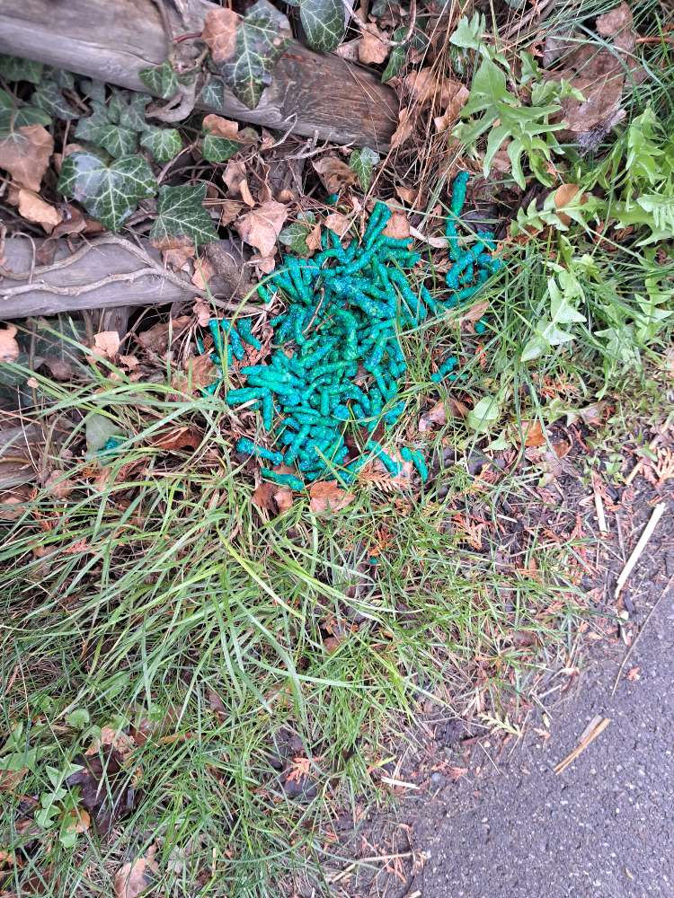 Giftköder-Gift-Profilbild