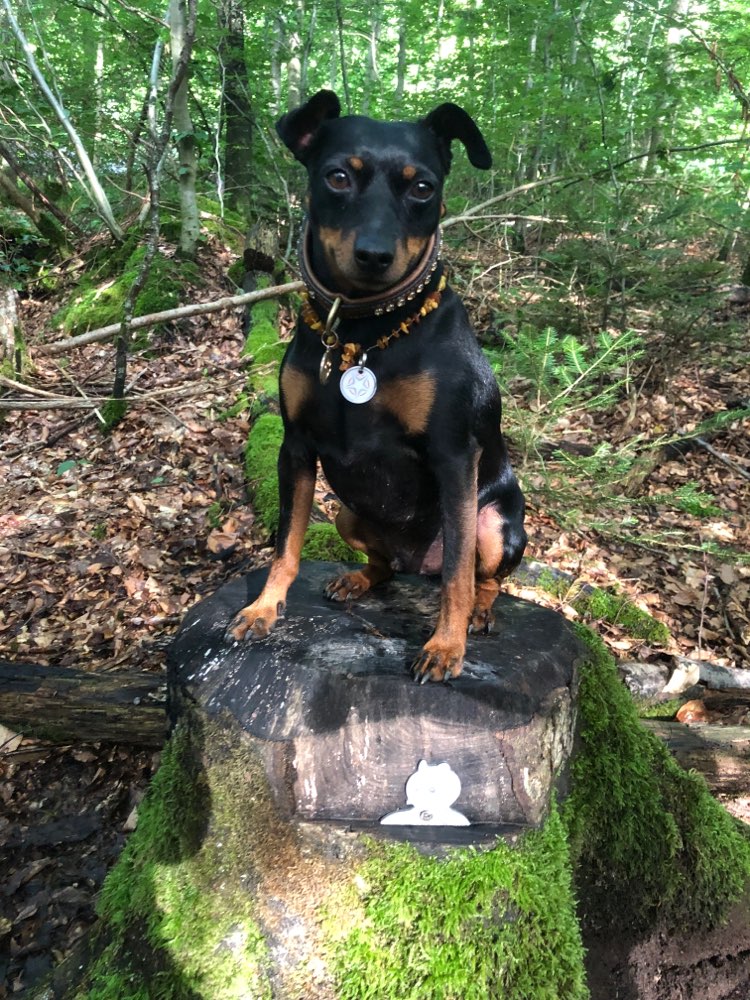 Hundetreffen-Spielegruppe für Gassirunden und Zeit zusammen gesucht-Profilbild