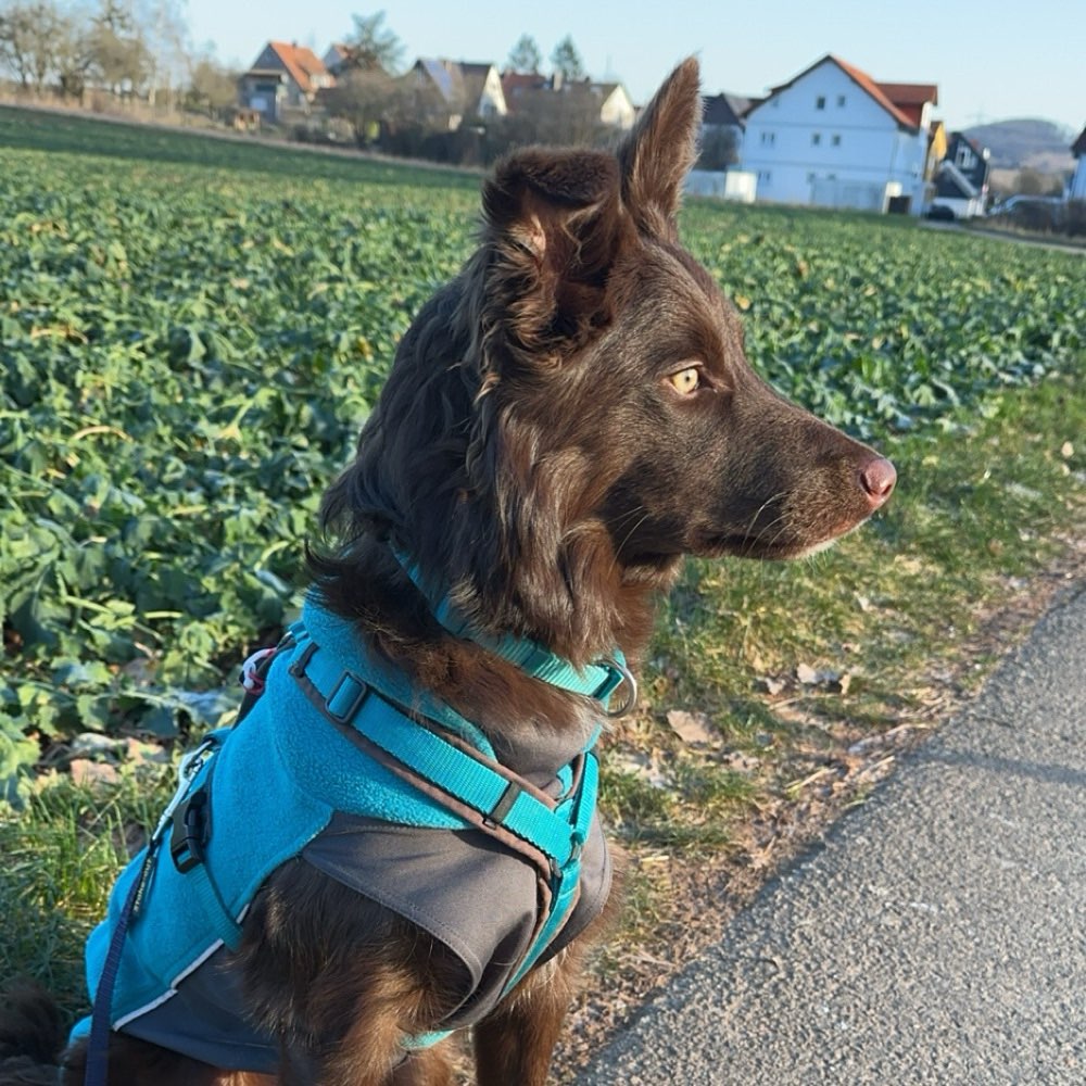 Hundetreffen-Gassirunde 🐶🐾-Profilbild
