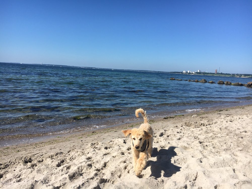 Hundetreffen-Welpenrunde Neustadt i.H.-Profilbild