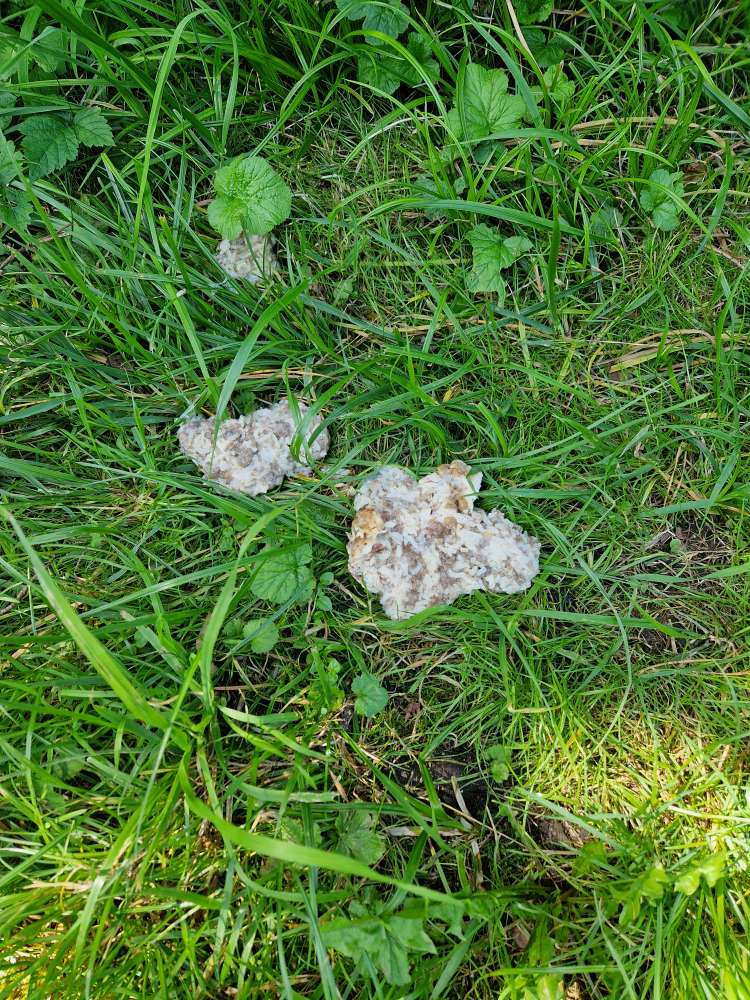 Giftköder-Essensreste-Profilbild