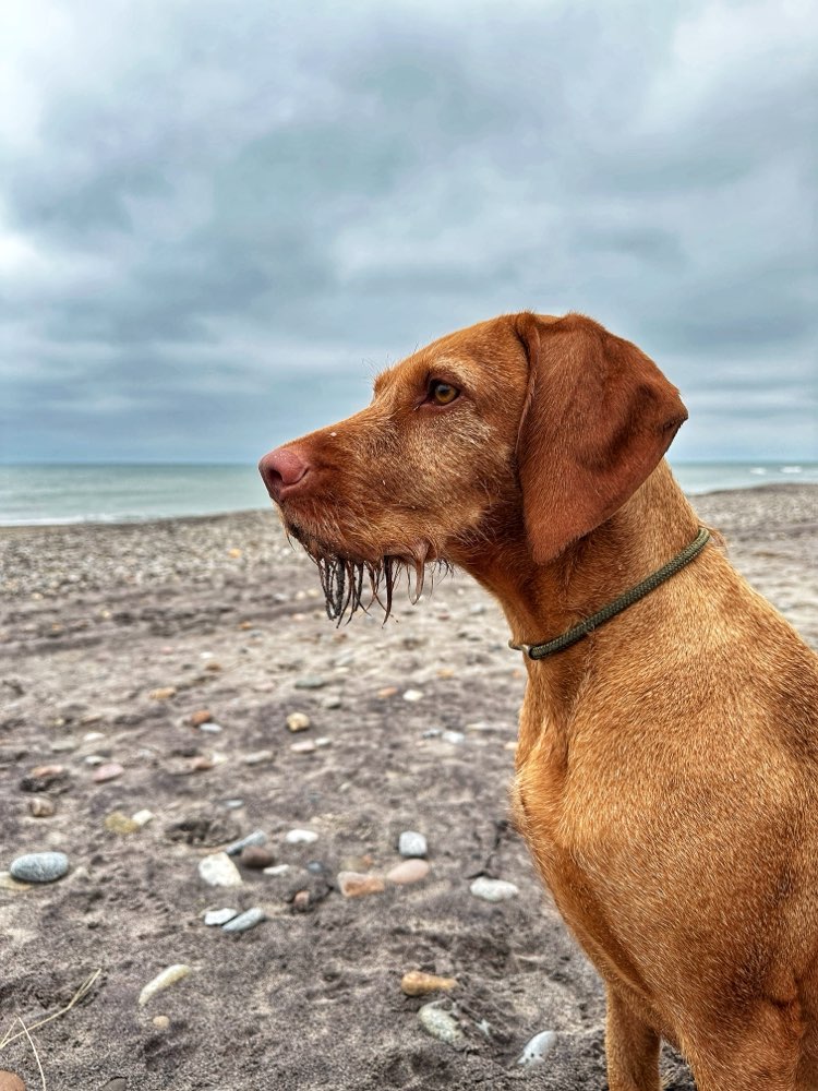 Hundetreffen-Regelmäßig Hundebegegnung gesucht-Profilbild