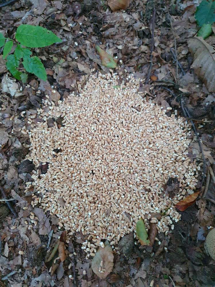 Giftköder-Weizenkörner im Schmelzerwald-Profilbild