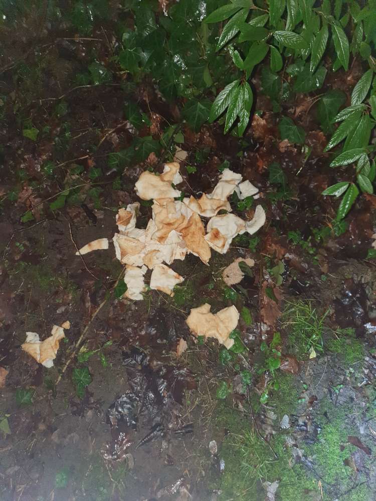 Giftköder-Fladenbrot-Profilbild