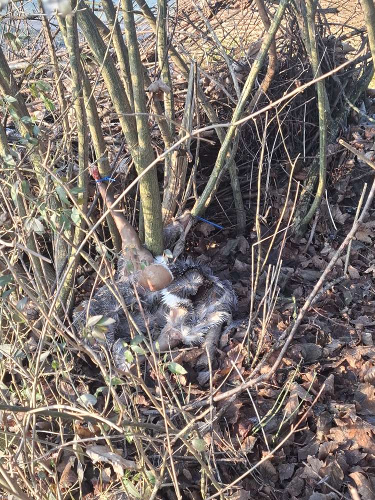 Giftköder-Wildfleisch am Baum befestigt-Profilbild