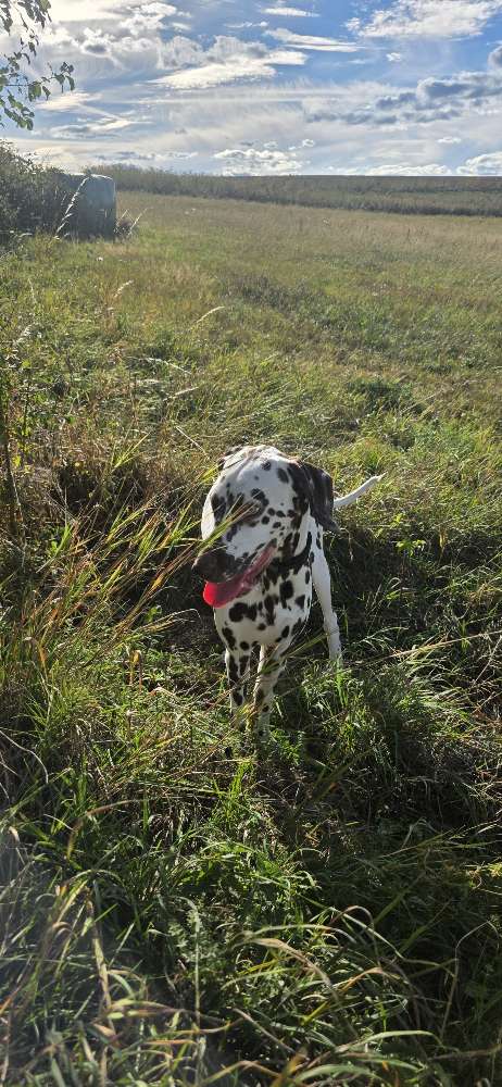 Hundetreffen-Spazieren gehen mit cindy-Profilbild