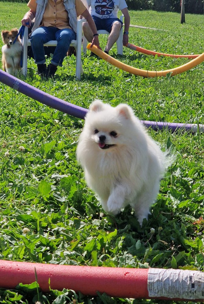 Hundetreffen-Spielen für sehr kleine Hunde-Profilbild