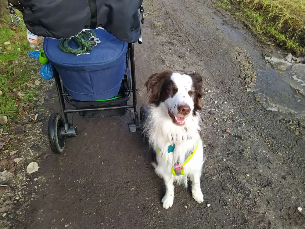 Hundetreffen-Kinderwagenrunde Leipziger Westen-Profilbild