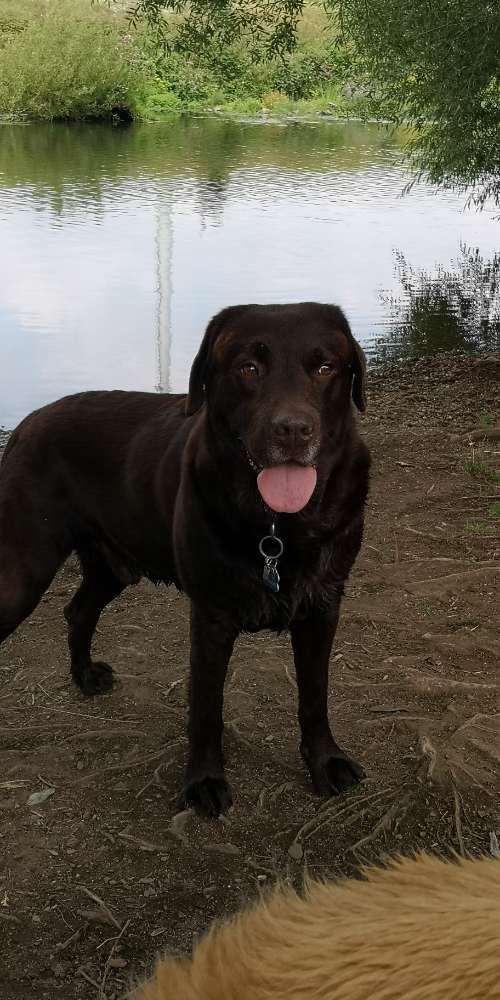 Hundetreffen-Hundetreffen /Gassirunde-Profilbild