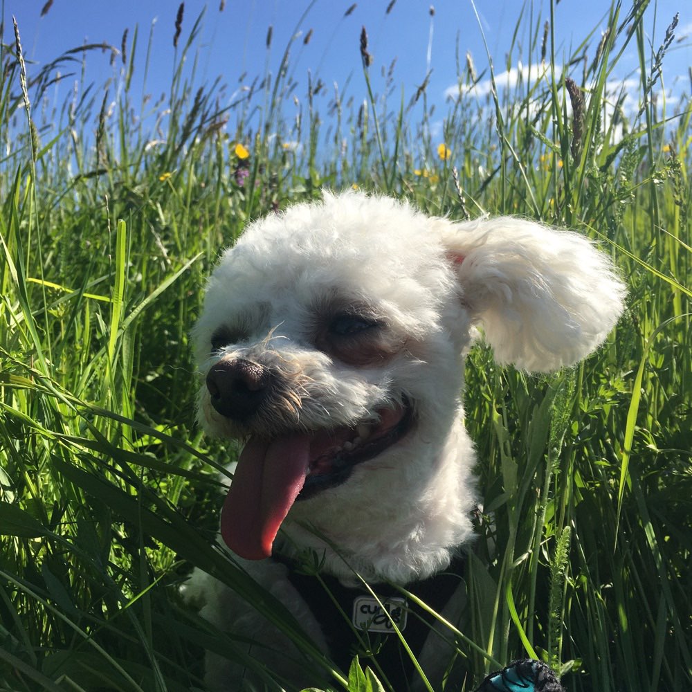 Hundetreffen-Gassi oder Spielen🐩-Profilbild