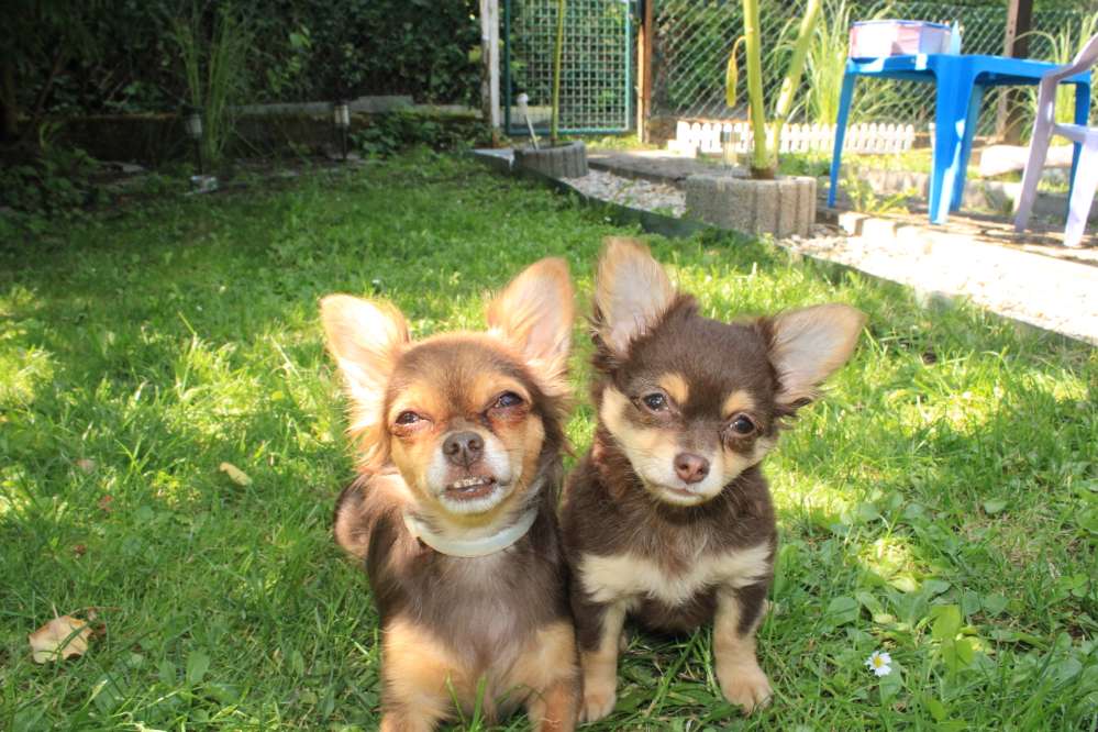 Hundetreffen-Wir suchen chihuahua Freunde-Profilbild