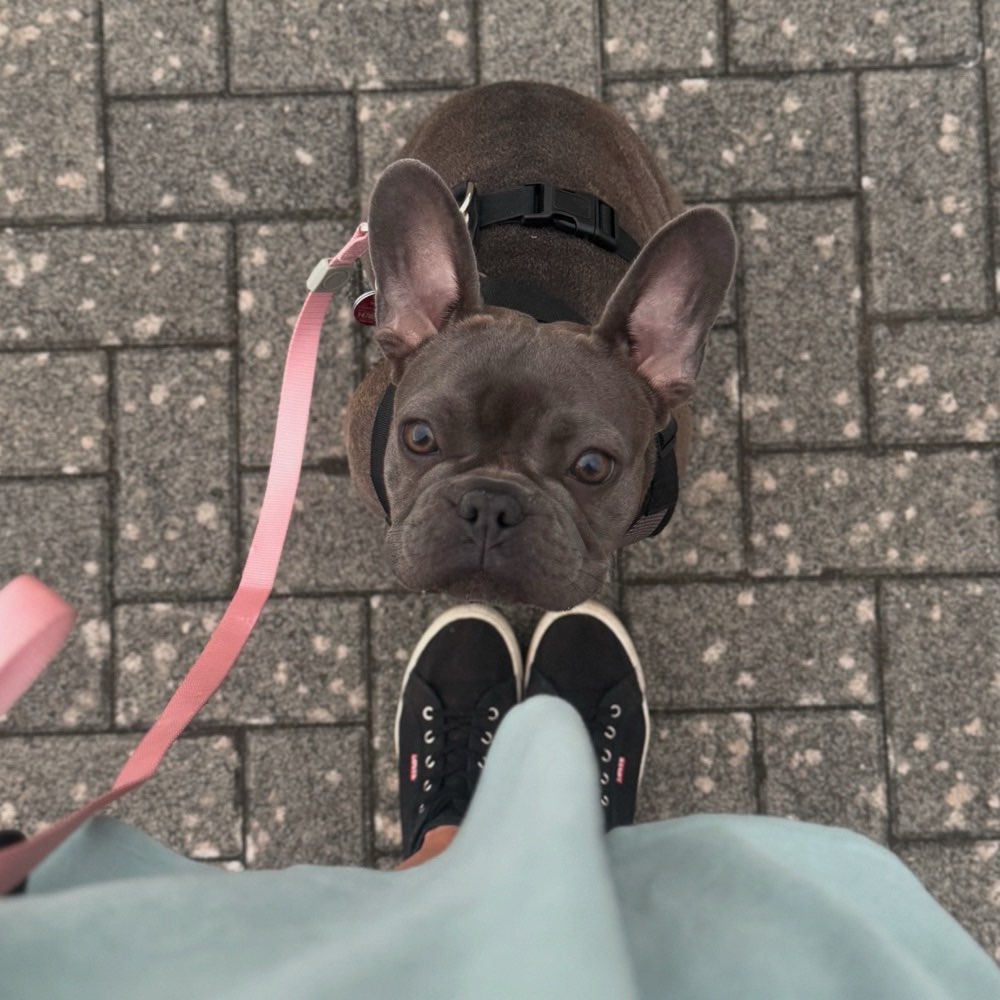 Hundetreffen-Treffen am Rhein-Profilbild