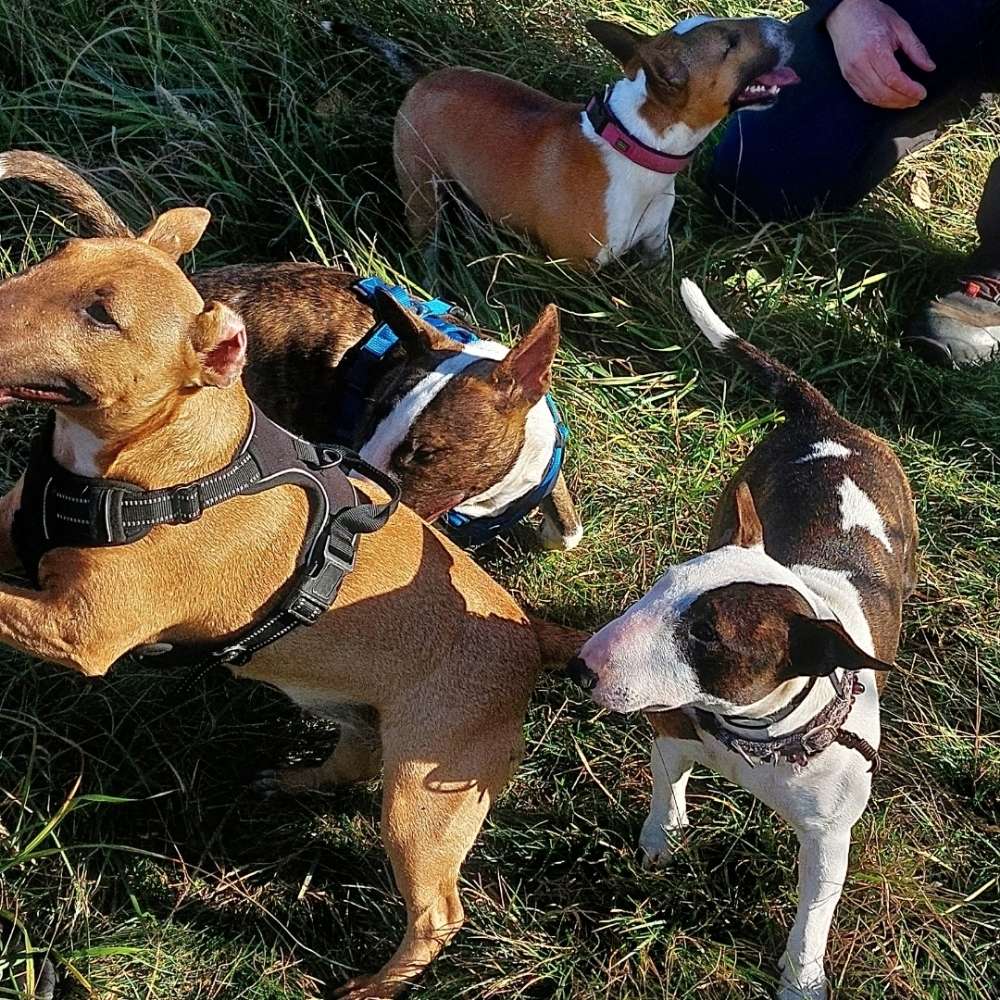 Hundetreffen-Treffen der Bullterrier, mini und Standard herzlich willkommen ❤️-Profilbild