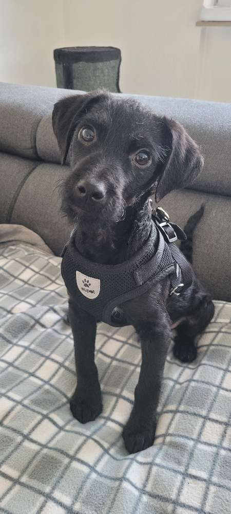 Hundetreffen-Welpentreff/Spaziergang-Profilbild