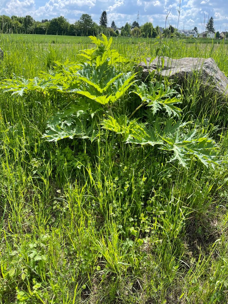 Giftköder-Riesenbärenklau-Profilbild