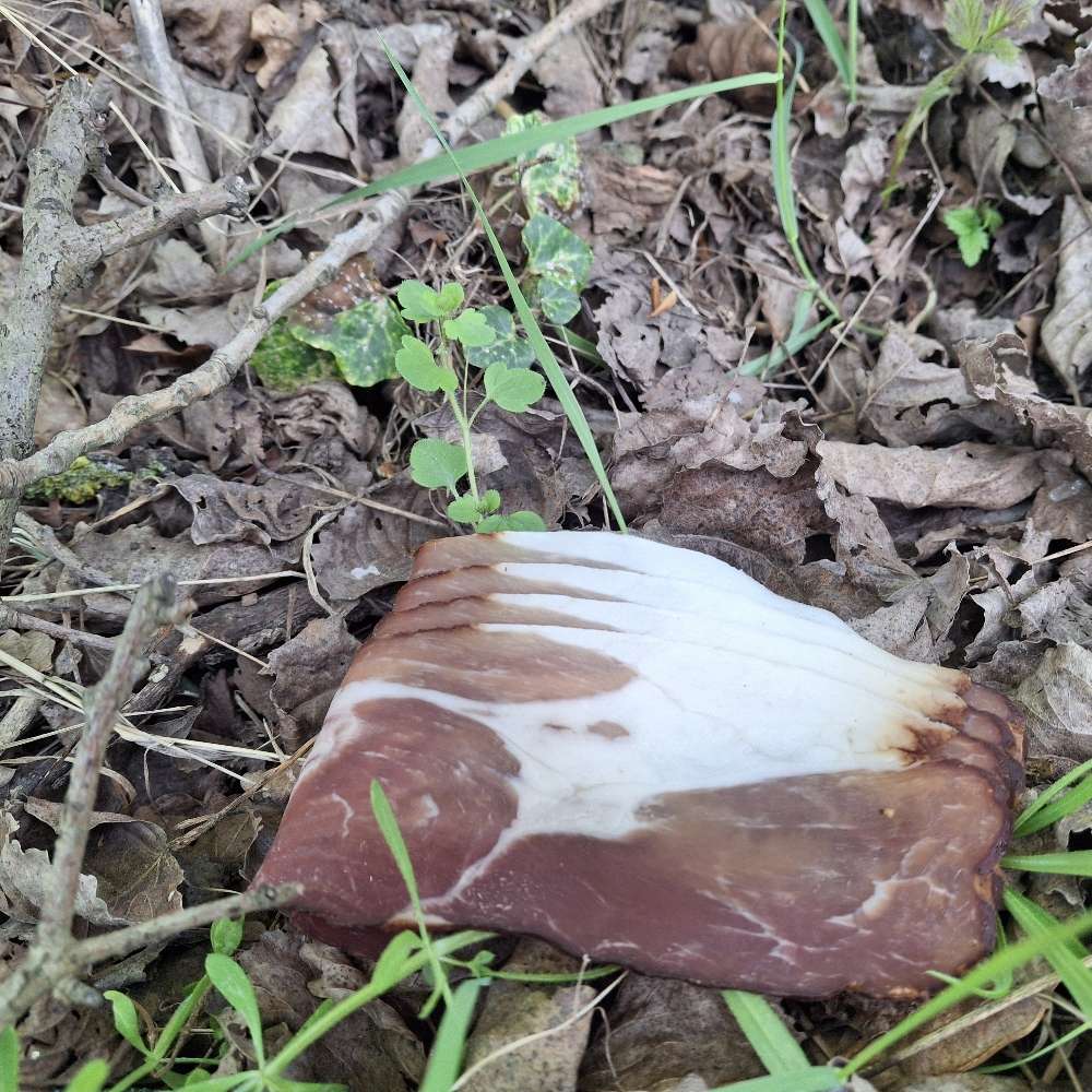 Giftköder-Köder-Profilbild