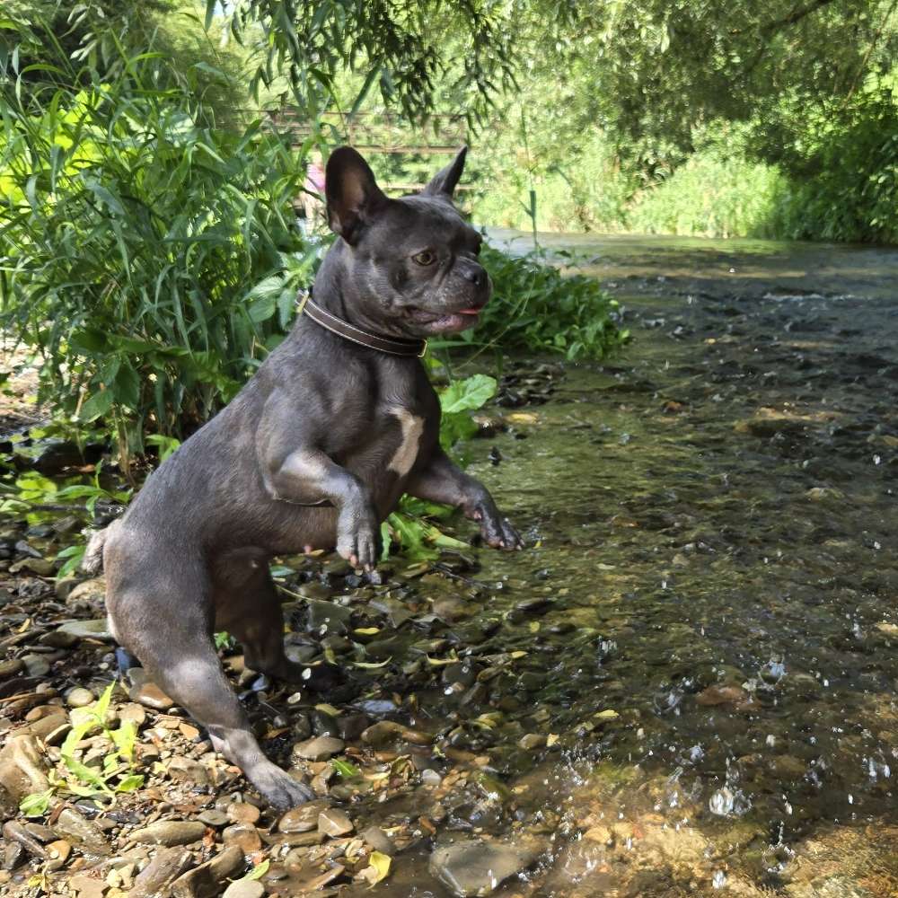 Hundetreffen-Gassi- und Spielrunden Warburg-Profilbild