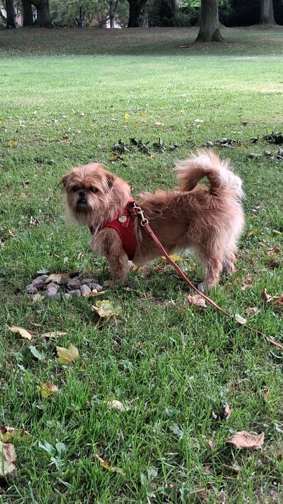 Hundetreffen-Emmi 2 Jahre kastriert sucht Spielgefährten-Profilbild