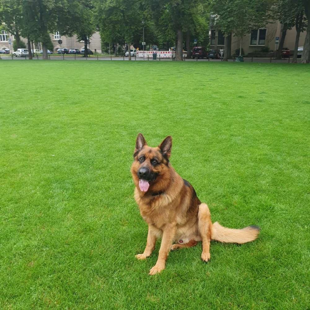 Hundetreffen-Gemeinsame Gassirunden-Profilbild