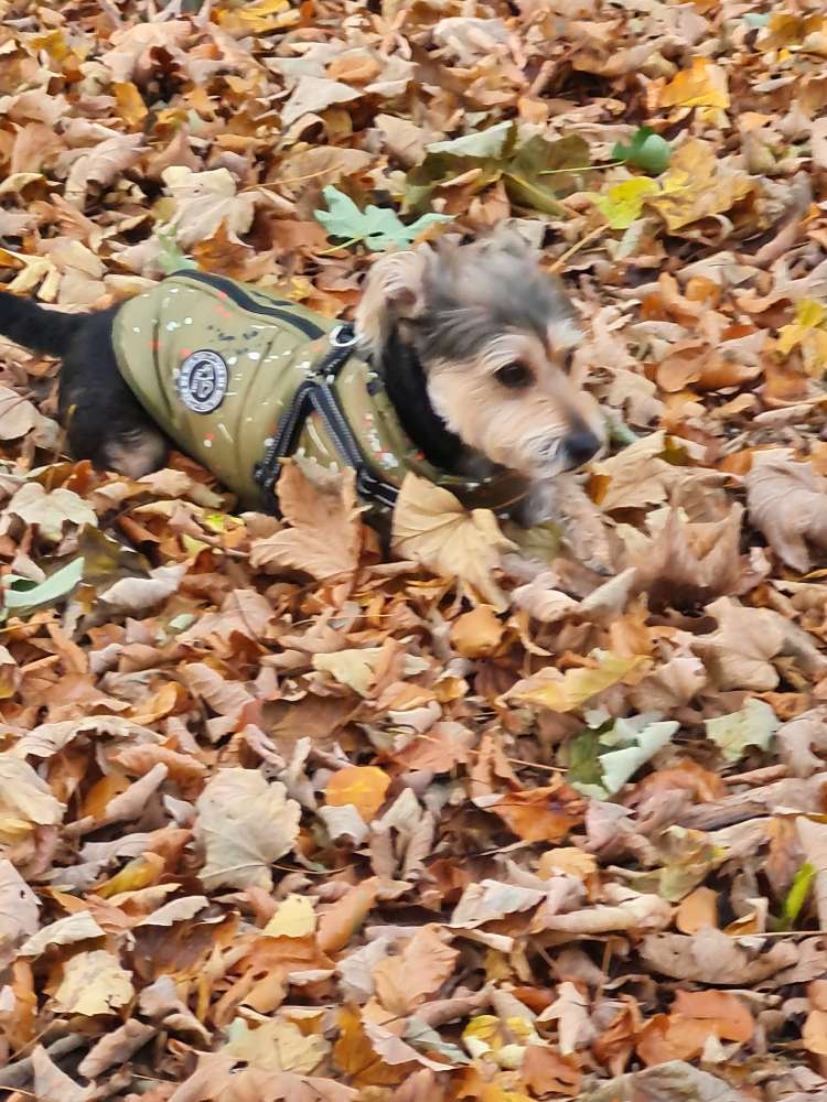 Hundetreffen-Gassi,/Spielrunde-Profilbild