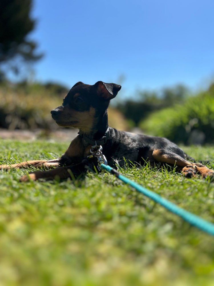 Hundetreffen-Welpenspaziergang in Wallenhorst und Umgebung-Profilbild