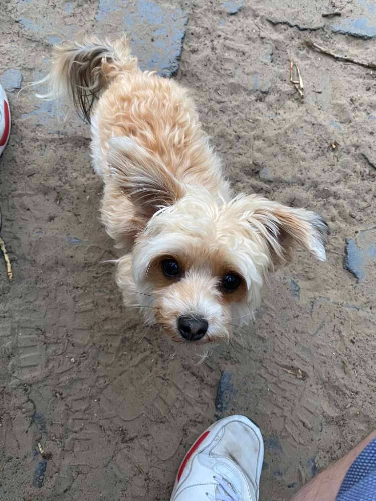 Hundetreffen-Social walk-Profilbild