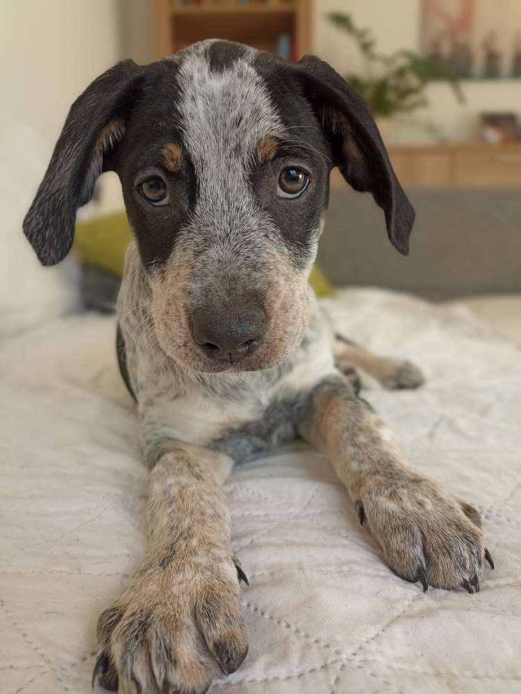 Hundetreffen-Welpen zum spielen gesucht.-Profilbild