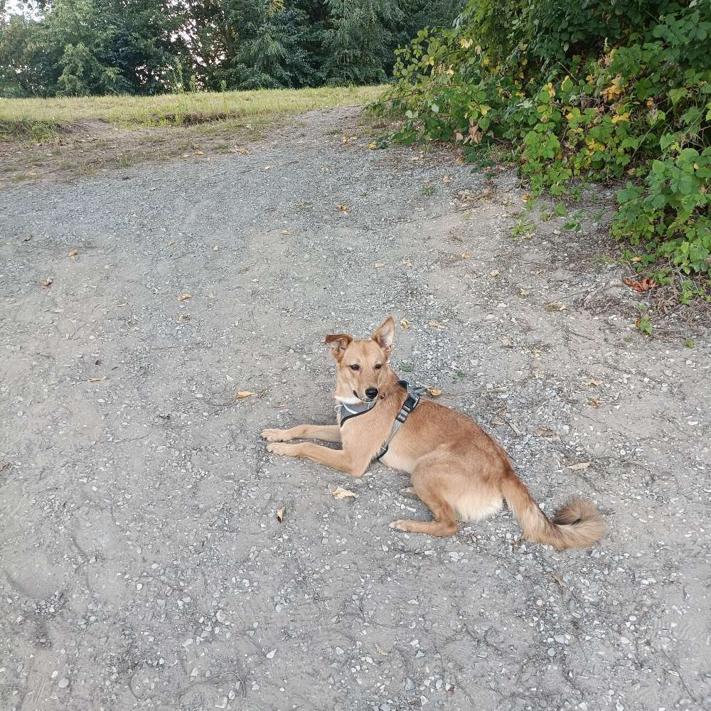 Hundetreffen-Gassi gehen und Spielrunde 🐕-Profilbild