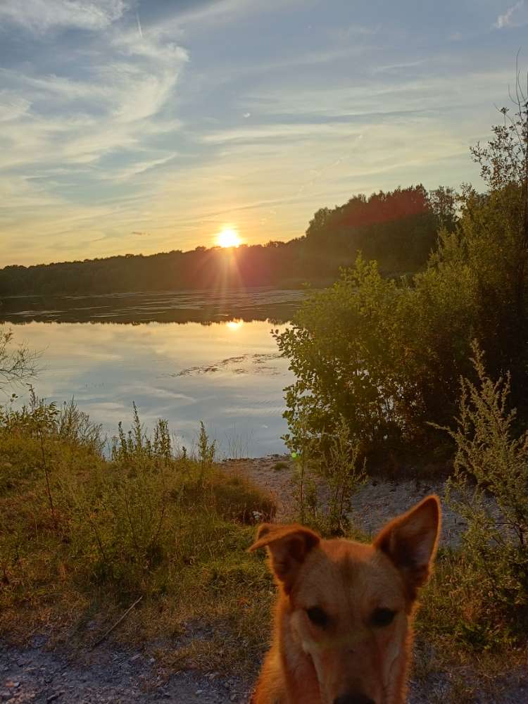 Hundetreffen-Gassi gehen und Spielrunde 🐕-Profilbild