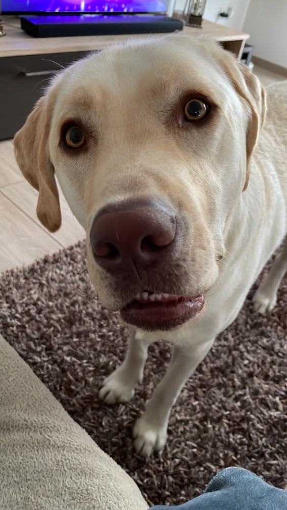 Hundetreffen-Ich suche einen Spiel- und Trainingspartner-Profilbild