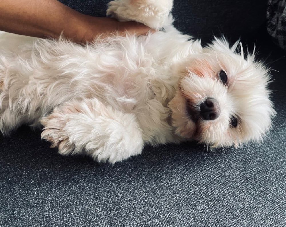 Hundetreffen-Play date - Pberg-Profilbild