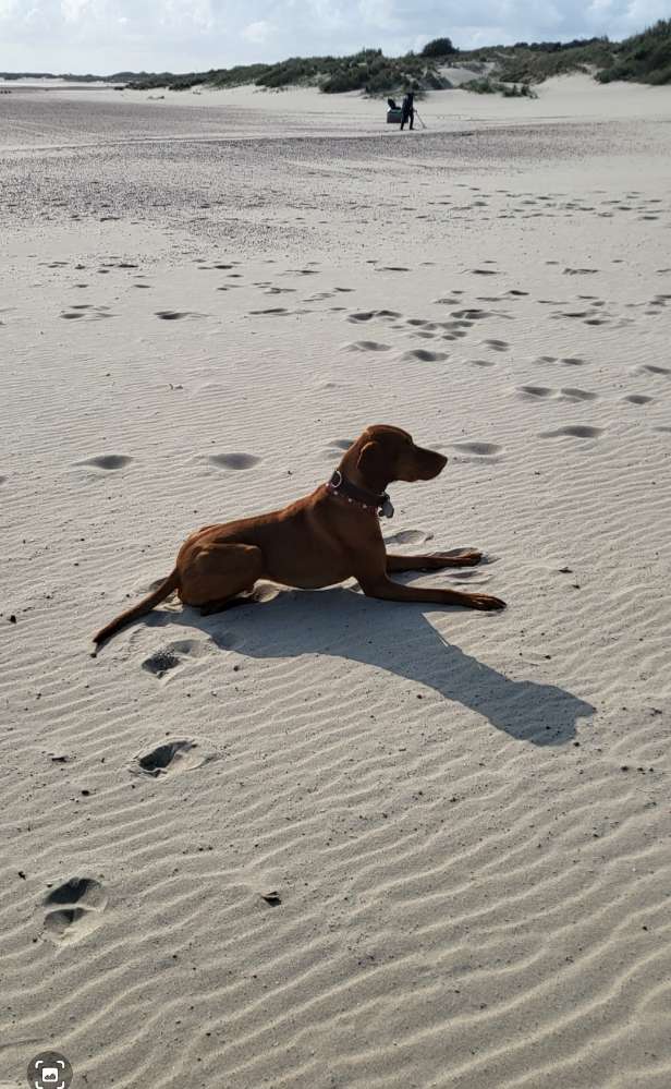 Hundetreffen-Regelmäßige Gassirunde und evtl üben-Profilbild