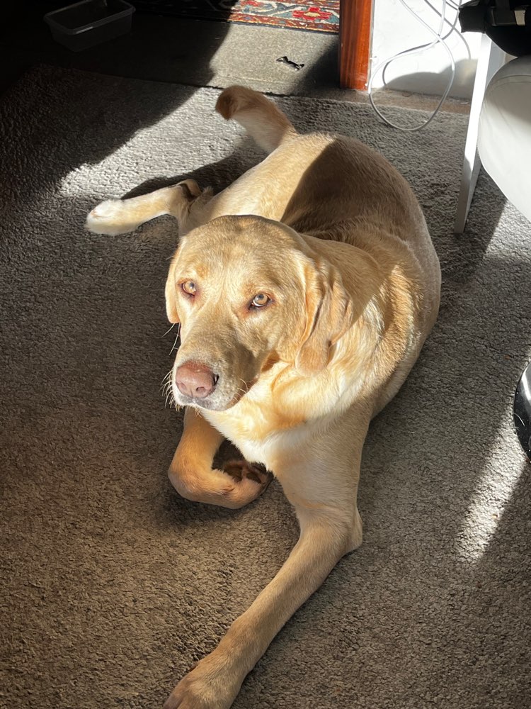 Hundetreffen-🐶Spazier-/Spielpartner für Sammy gesucht🐾-Profilbild