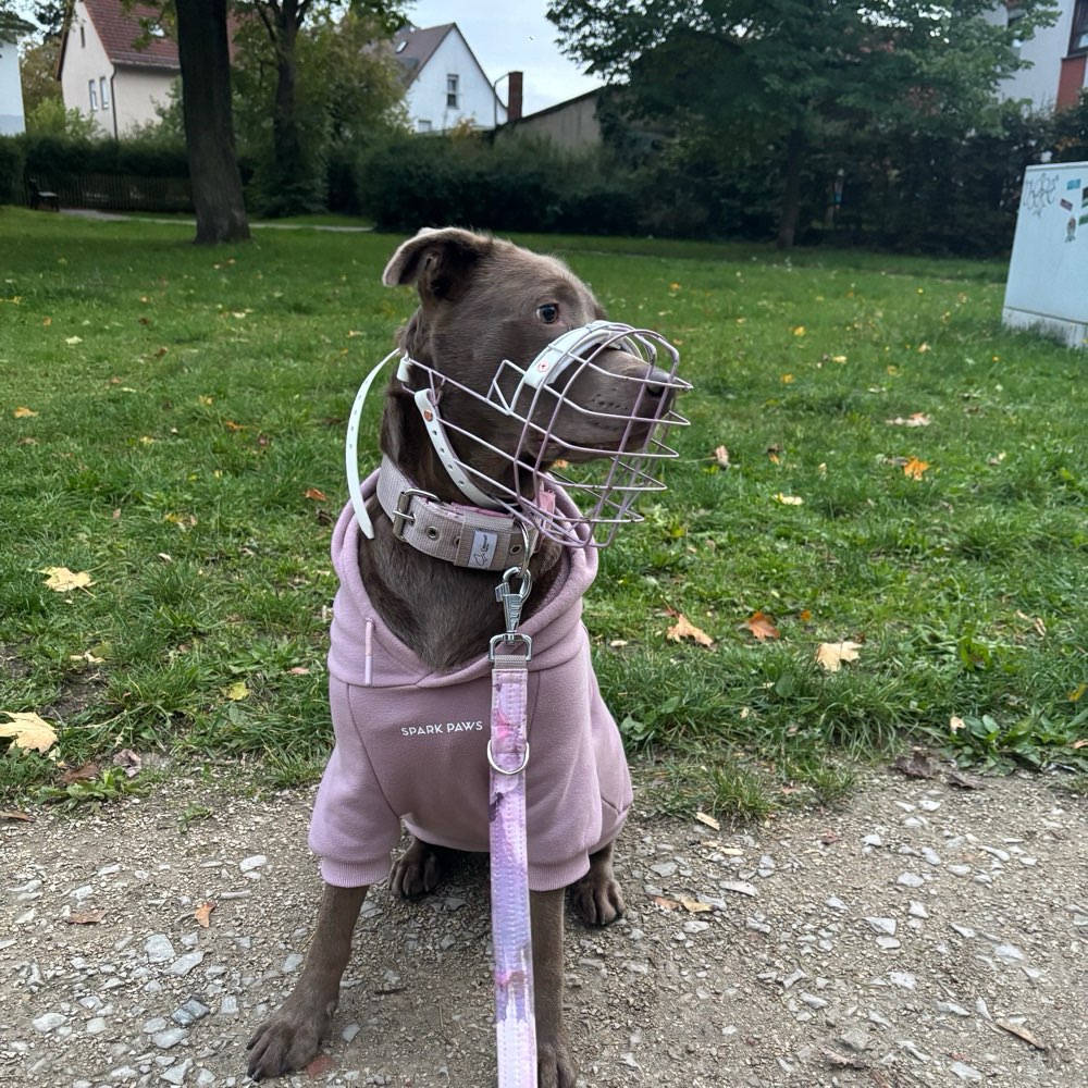 Hundetreffen-Trainings Partner Gesucht-Profilbild