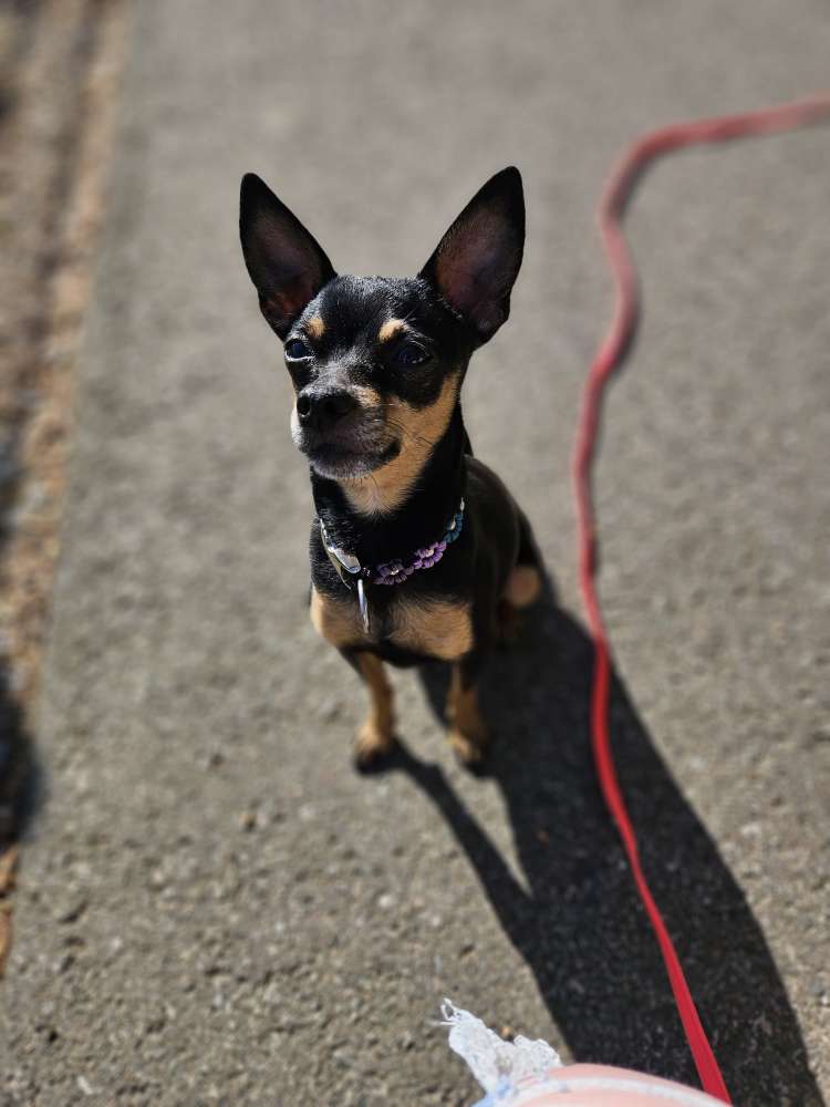 Hundetreffen-Hundetreffen-Profilbild