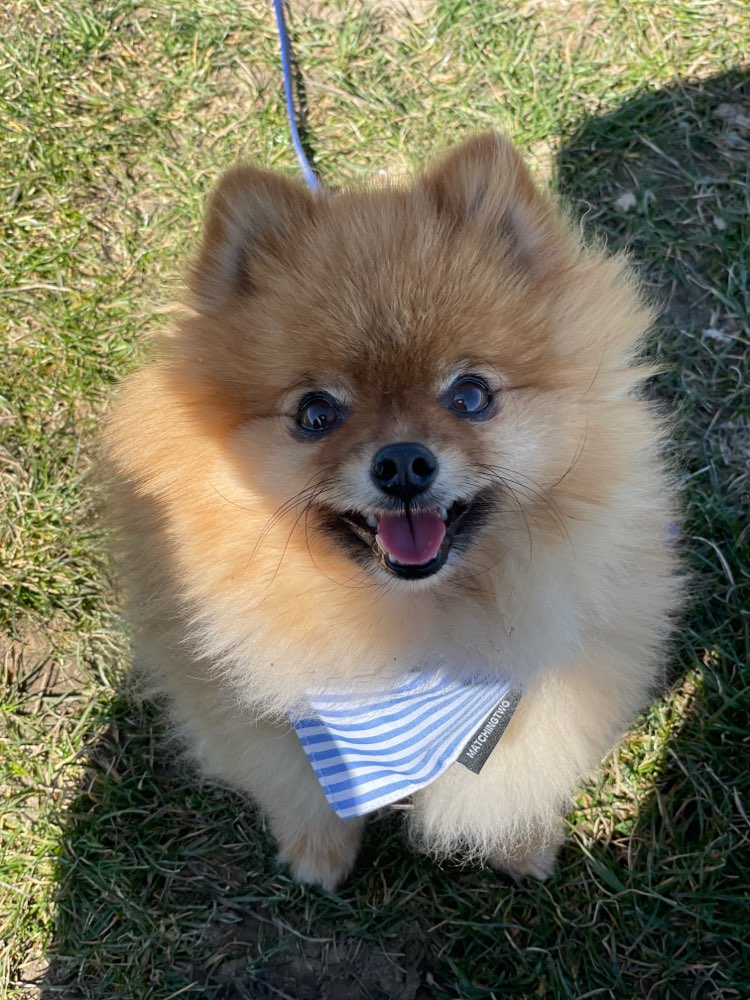 Hundetreffen-Hundebegegnungen üben-Profilbild