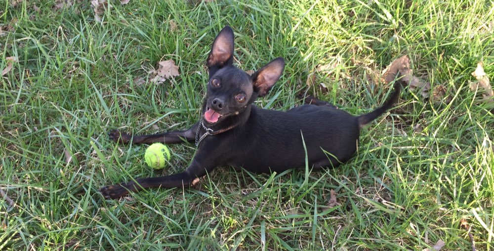 Hundetreffen-Spielrunde für kleine Hunde-Profilbild