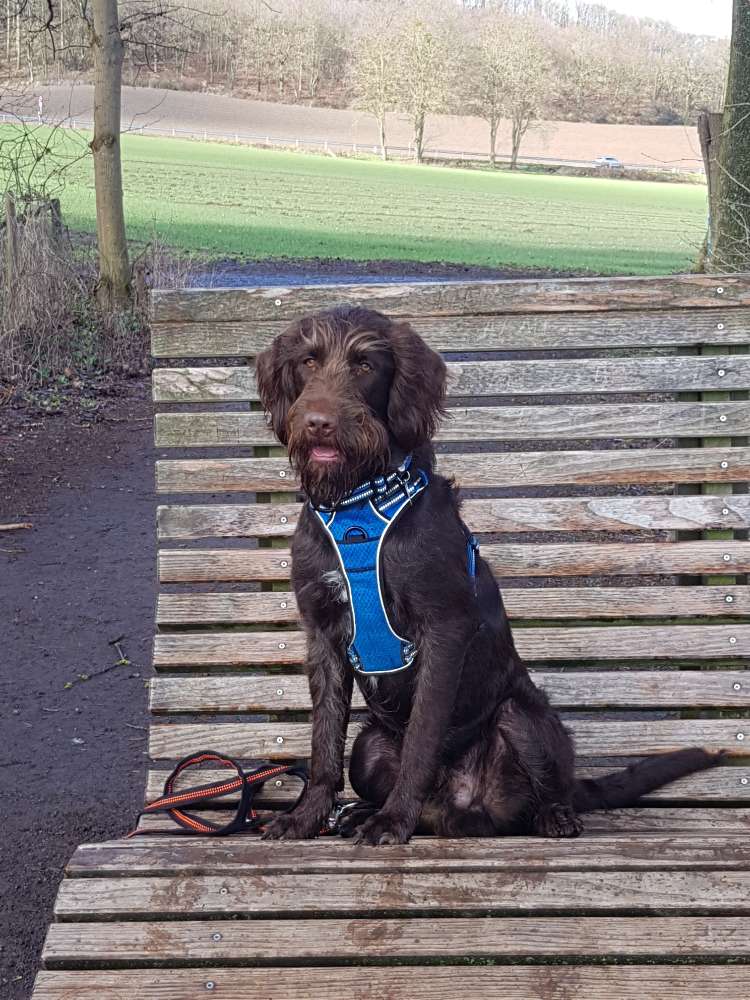 Hundetreffen-Junghundetreffen in BN-Röttgen/Kottenforst-Profilbild