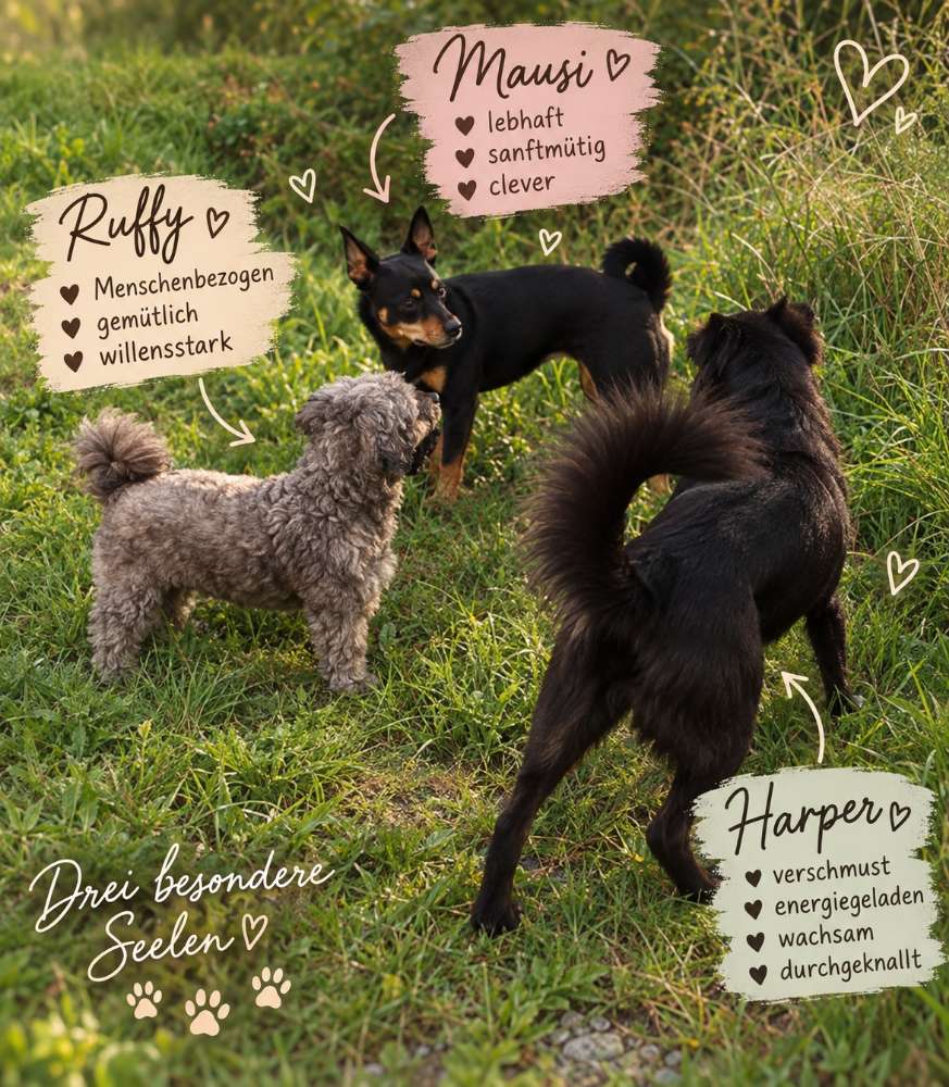 Hundetreffen-Spaziergänge-Profilbild