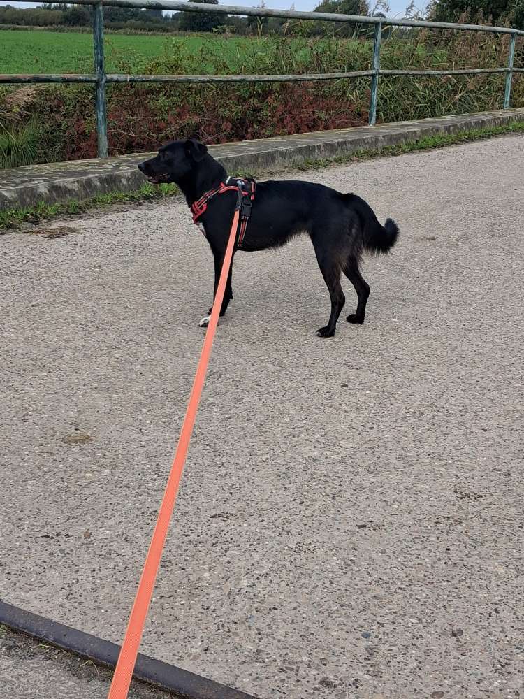 Hundetreffen-Gassierunde durch den Windpark Weener-Profilbild