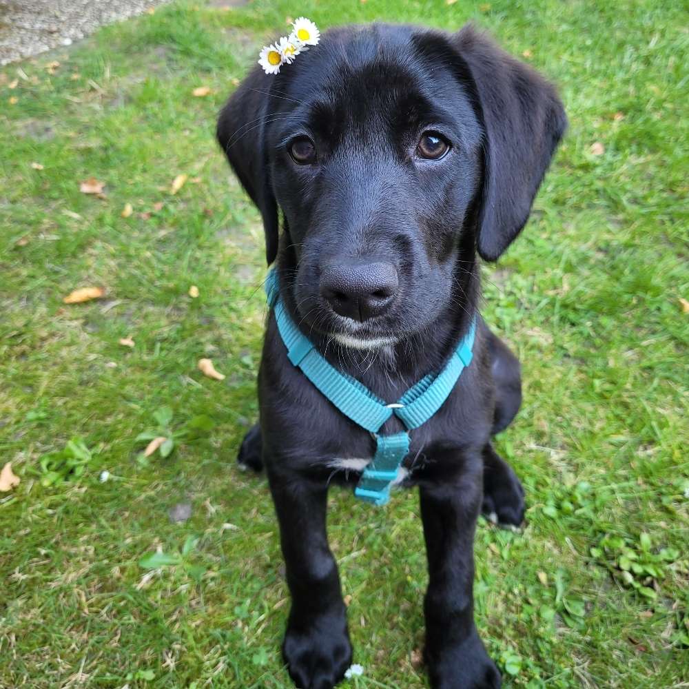 Hundetreffen-Welpen Spielrunde-Profilbild