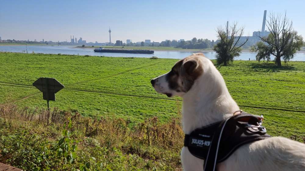 Hundetreffen-Gassirunde Heerdt-Profilbild