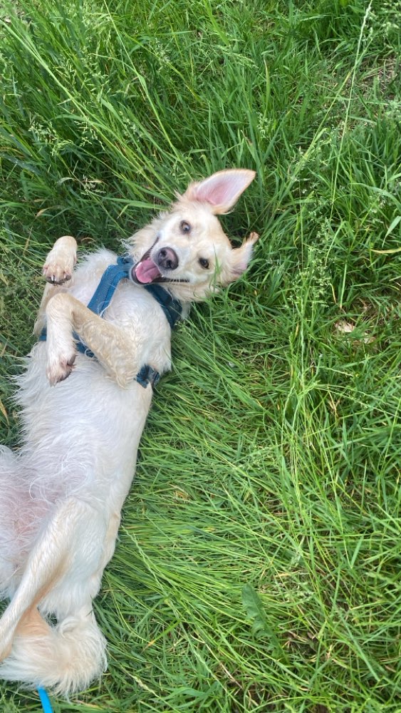 Hundetreffen-Morgenrunde gemeinsam drehen unterer / oberer Wöhrd-Profilbild