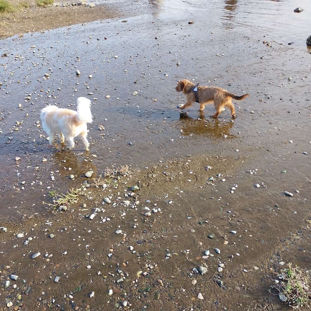Hundetreffen-Spielen an der Elbe-Profilbild