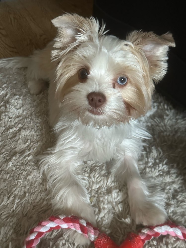 Hundetreffen-Spiel-und Gassi Runde in Wartenberg-Profilbild