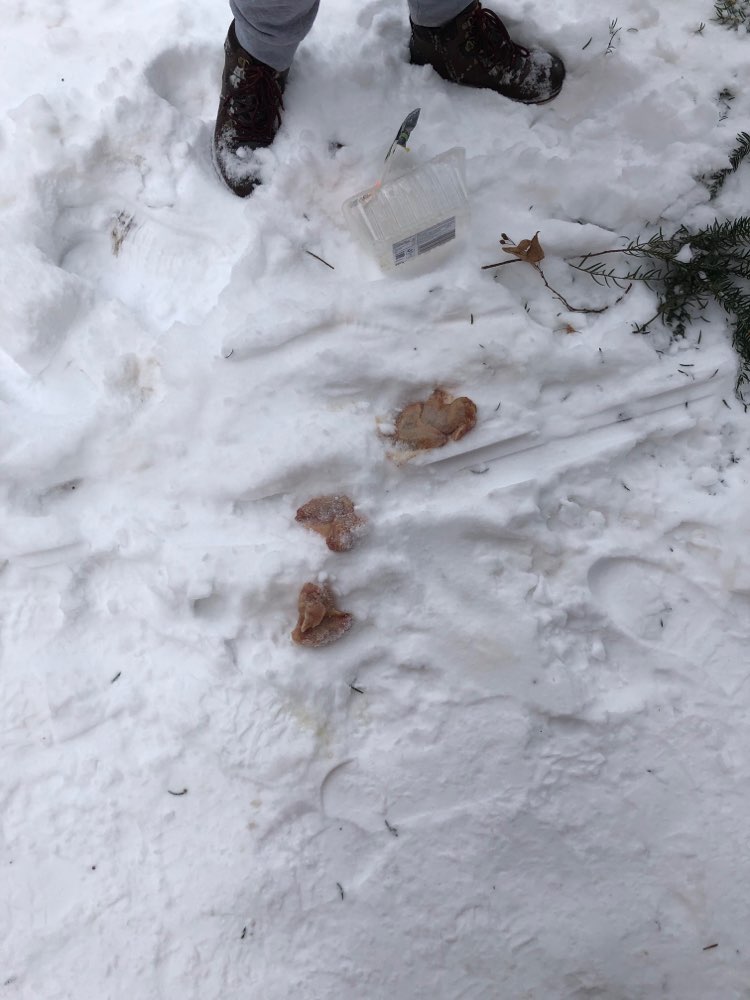 Giftköder-Hühnerschenkel im Annenfriedhof-Profilbild