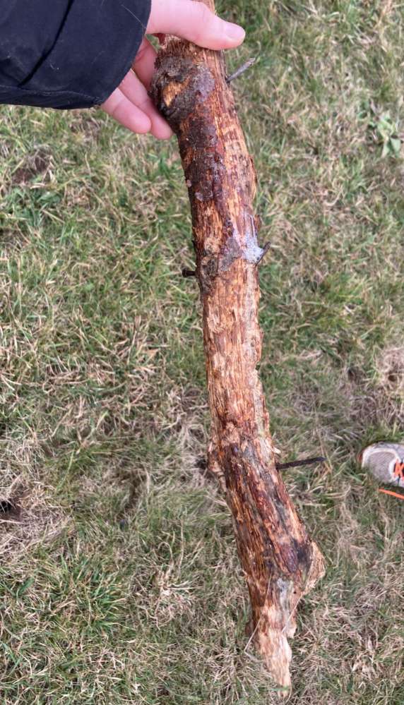 Giftköder-Äste mit Nägel versehen-Profilbild