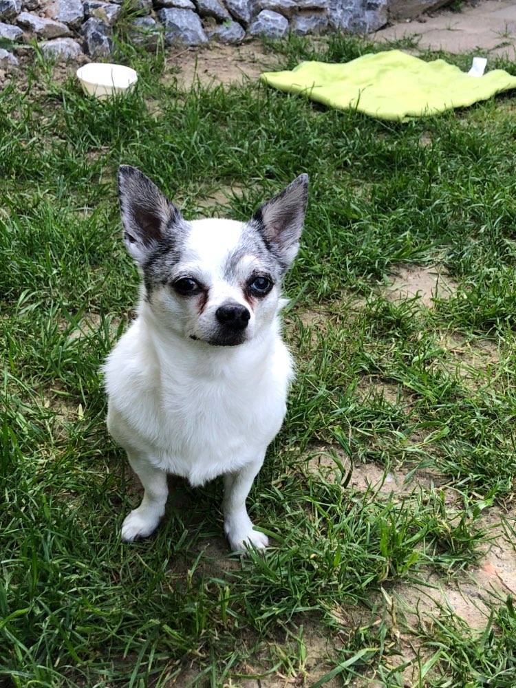 Hundetreffen-Gemeinsame Spaziergänge-Profilbild