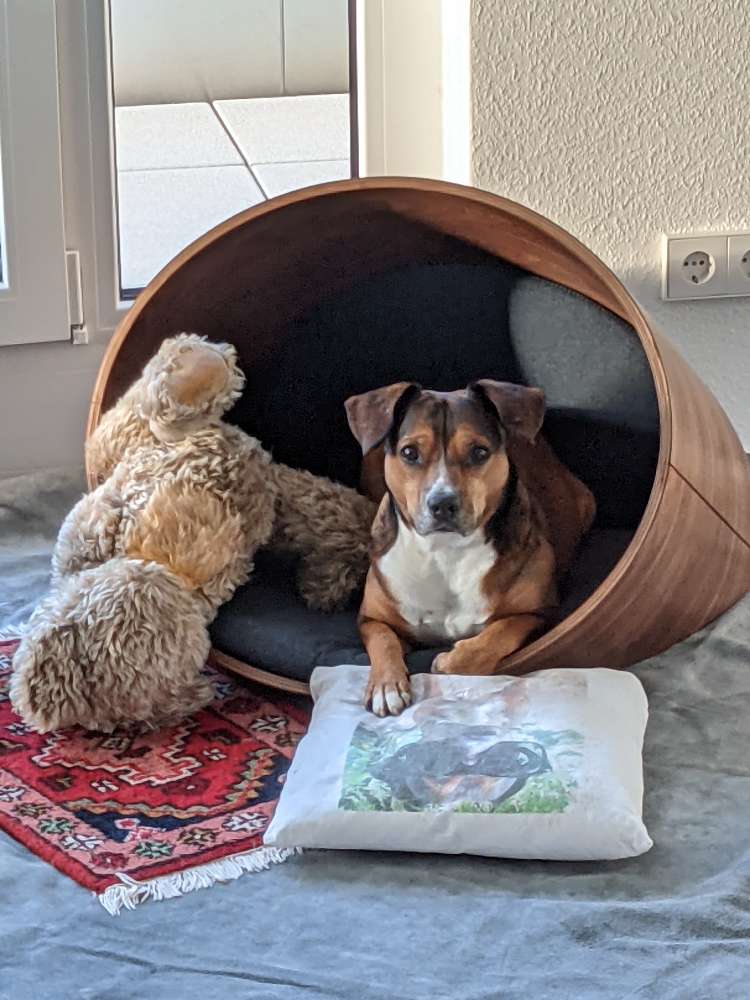 Hundetreffen-Spazieren gehen mit Rasta-Profilbild